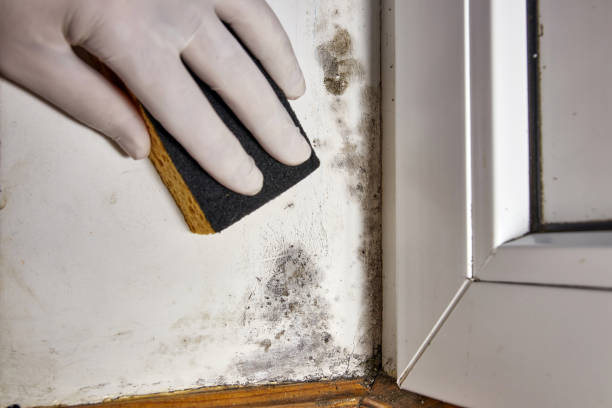 Reliable West Crossett, AR Mold Removal Solutions